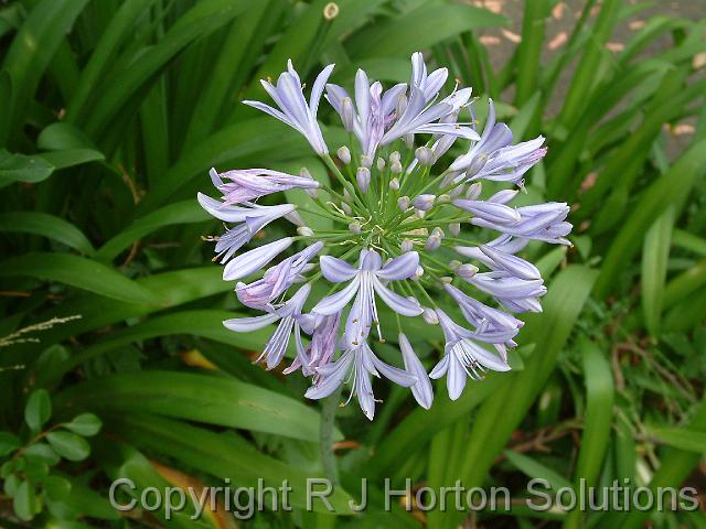 Agapanthus Blue 2